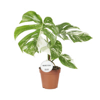 Monstera Deliciosa Variegata - Ø15cm - ↕45cm Everspring