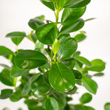 Ficus microcarpa Moclame - Ø21cm - ↕95cm + pot Mayk Lead Everspring