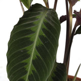 Calathea Warscewiczii - Plante paon - Ø19cm - ↕70cm Everspring