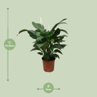 Spathiphyllum Douce Silvana - Ø24cm - ↕80cm Everspring
