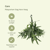 Platycerium Suspension - Ø21cm - ↕50cm Everspring