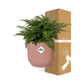 Asplenium Parvati + pot ELHO Vibes Fold 14 cm rose Everspring