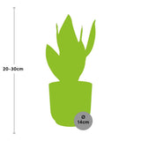 Sansevieria Futura Superba + pot ELHO Vibes Fold jaune 14cm Everspring