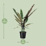 Alocasia Lauterbachiana - Ø19cm - ↕80cm Everspring