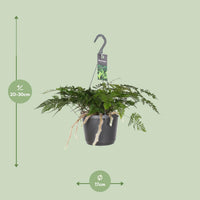Humata Tyermannii - Ø17cm - ↕20cm Everspring