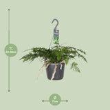 Humata Tyermannii - Ø17cm - ↕20cm Everspring