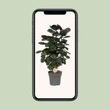 Polyscias Scutellaria Fabian - Ø19cm - ↕60cm Everspring