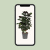 Polyscias Scutellaria Fabian - Ø19cm - ↕60cm Everspring