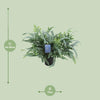 Phlebodium Aureum Étoile Bleue - Ø17cm - ↕50cm Everspring