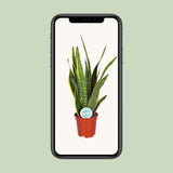 Sansevieria Trifasciata Laurentii - Ø17cm - ↕60cm Everspring