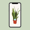 Sansevieria Trifasciata Laurentii - Ø17cm - ↕60cm Everspring
