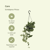 Scindapsus Pictus (Epipremnum) - 2 pièces - Ø15cm - ↕20cm Everspring