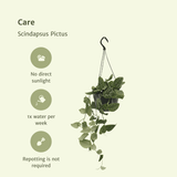 Scindapsus Pictus (Epipremnum) - 2 pièces - Ø15cm - ↕20cm Everspring