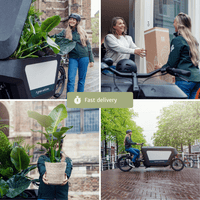 2x Zamioculcas Zamiifolia - Palmier émeraude - 50cm - ø14 Everspring