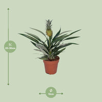 Bromélia Ananas - Ø12cm - ↕30cm Everspring