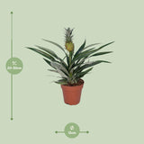 Bromélia Ananas - Ø12cm - ↕30cm Everspring