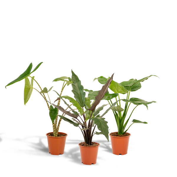 Alocasia Zebrina - Ø19cm - ↕75cm + Alocasia Cucullata - Ø19cm - ↕60cm + Alocasia Lauterbachiana - Ø19cm - ↕75cm Everspring
