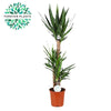 Yucca - Ø24cm - ↕125cm Everspring