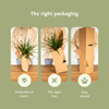 2x Zamioculcas Zamiifolia - Palmier émeraude - 50cm - ø14 Everspring