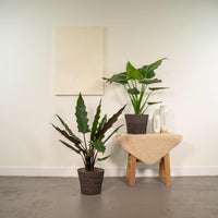 Alocasia Cucullata - Ø19cm - ↕60cm + Alocasia Lauterbachiana - Ø19cm - ↕75cm Everspring