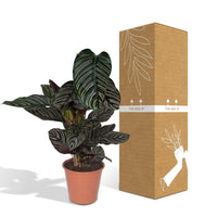 Calathea Ornata - Ø19cm - ↕75cm Everspring