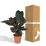 Calathea Ornata - Ø19cm - ↕75cm Everspring