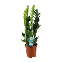 Zamioculcas Zamiifolia - Ø17cm - ↕65cm Everspring