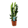 Zamioculcas Zamiifolia - Ø17cm - ↕65cm Everspring