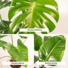 Monstera Deliciosa - Ø21cm - ↕75cm + Alocasia Zebrina - Ø19cm - ↕75cm + Strelitzia Nicolai - Ø19cm - ↕85cm Everspring