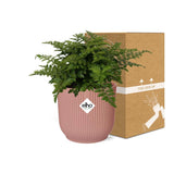 Asplenium Parvati + pot ELHO Vibes Fold 14 cm rose Everspring
