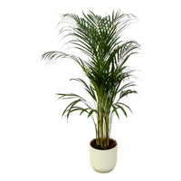 Palmier d'Areca - ↨110cm - Ø21cm + Pot Elho Vibes Fold rond blanc D22xH20 Everspring