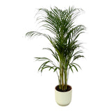 Palmier d'Areca - ↨110cm - Ø21cm + Pot Elho Vibes Fold rond blanc D22xH20 Everspring
