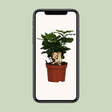 Caféier Arabica - Ø12cm - ↕25cm Everspring