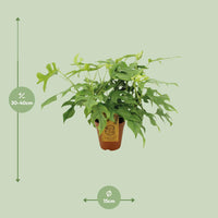 Monstera Minima - Ø15cm - ↕25cm Everspring