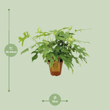 Monstera Minima - Ø15cm - ↕25cm Everspring