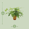Monstera Minima - Ø15cm - ↕25cm Everspring
