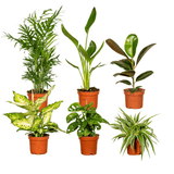 Boîte surprise - Ø12cm - ↕25cm - x6 Everspring