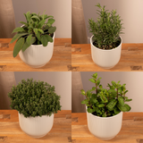 Mélange d'herbes aromatiques - 4 pièces - Ø14cm - ↕18cm Everspring
