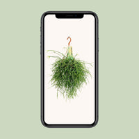 Rhipsalis Pulchra - Ø14 ↕35 Everspring