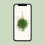 Rhipsalis Pulchra - Ø14 ↕35 Everspring