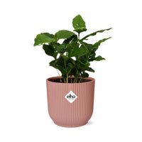 Coffea Arabica + pot ELHO Vibes Fold 14 cm rose Everspring