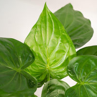 Alocasia Cucullata - Ø19cm - ↕65cm + Panier Selin Everspring