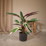 Calathea Triostar - Plante Paon - Ø19cm - ↕70cm Everspring