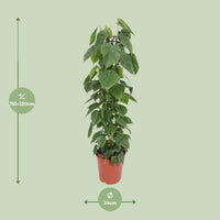 Philodendron Scandens - Ø24cm - ↕120cm Everspring