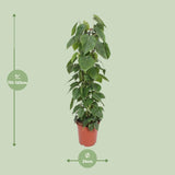 Philodendron Scandens - Ø24cm - ↕120cm Everspring