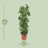 Philodendron Scandens - Ø24cm - ↕120cm Everspring