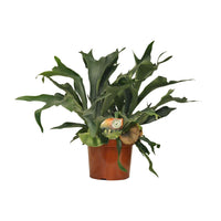 Platycerium Bifurcatum - Ø26cm - ↕80cm Everspring