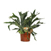 Platycerium Bifurcatum - Ø26cm - ↕80cm Everspring