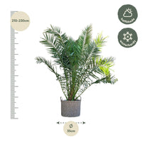 Phénix Canariensis - 300cm - ø50 Everspring