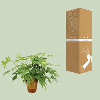 Monstera Minima - Ø15cm - ↕25cm Everspring